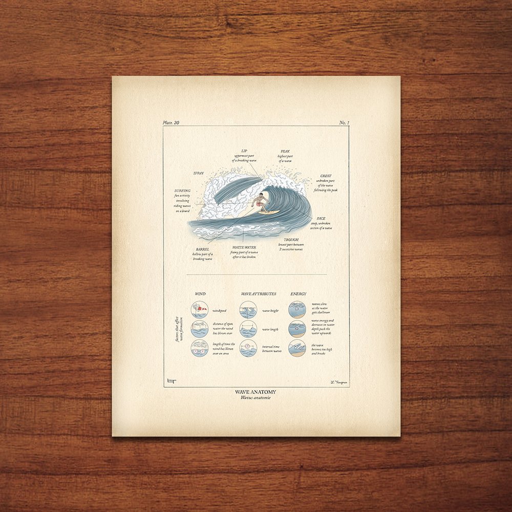 Wave Anatomy (Surfer)