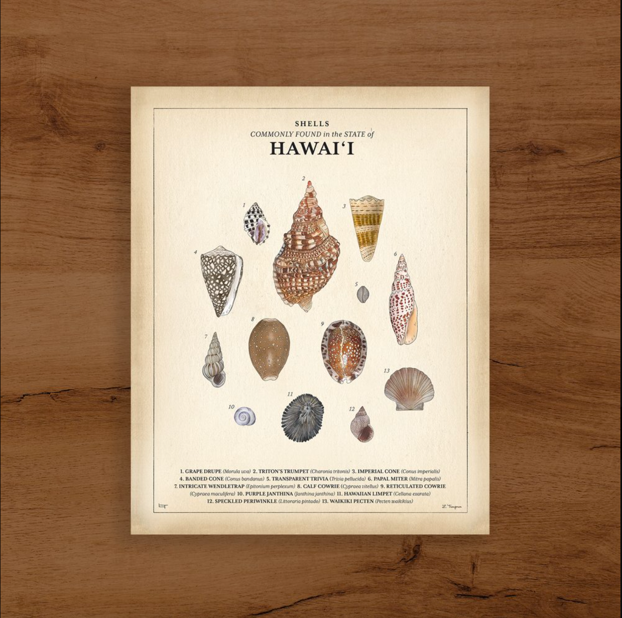 Shells commonly found in the state of Hawaii